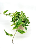 Φίκος - Ficus Sagittata Radicans White