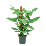 Φιλόδεντρο - Philodendron Silver Queen mosstok