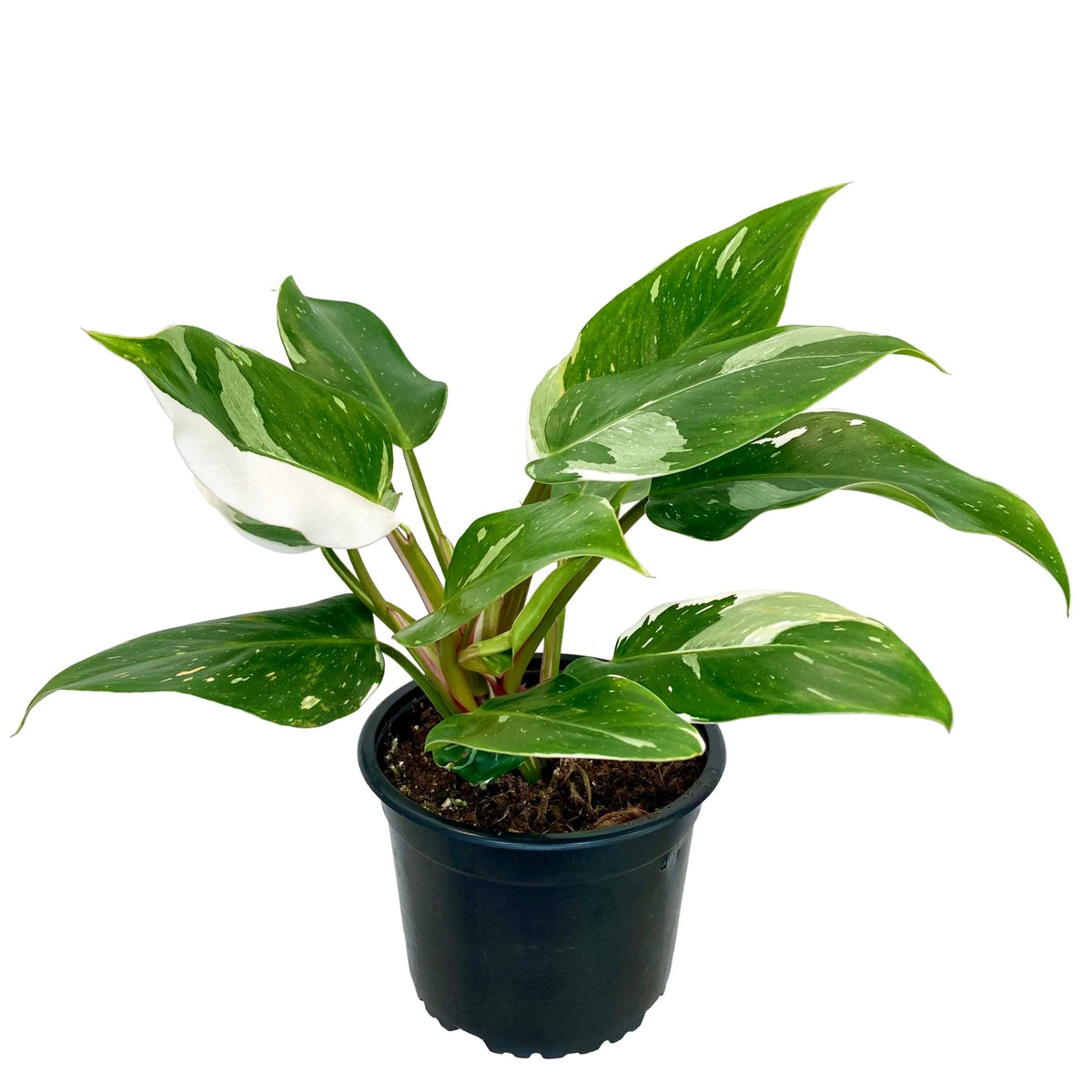 Φυλλόδεντρο – Philodendron White Knight