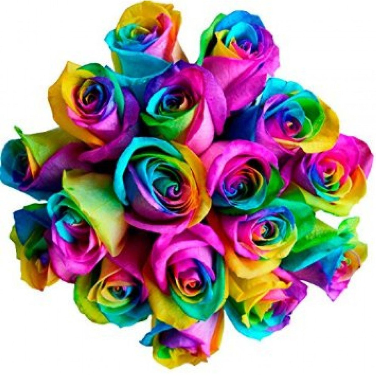 Rainbow Roses - Τριαντάφυλλο
