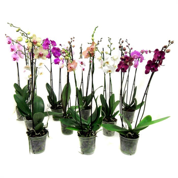 Ορχιδέα Phalaenopsis 2 steli