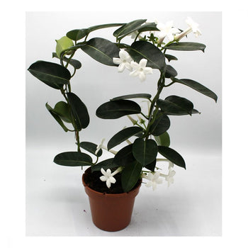 Stephanotis Floribunda 'evergreen - Στεφανωτή