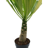 Μπριχάμια – Brighamia insignis “Hawaiian palm”