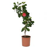 Καμέλια - Camellia Japonica