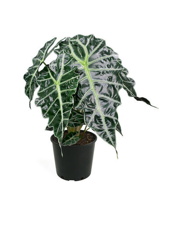 Alocasia polly African mask - Αλοκάσια