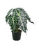 products/fixedratio_20220623190456_alokasia_alocasia_polly_african_mask_25cm.jpg