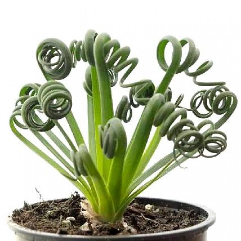 Albuca Spiralis