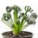 products/frizzle-sizzle-plant-800x800.jpg