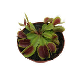 Dionaea Muscipula - Σαρκοφάγο φυτό