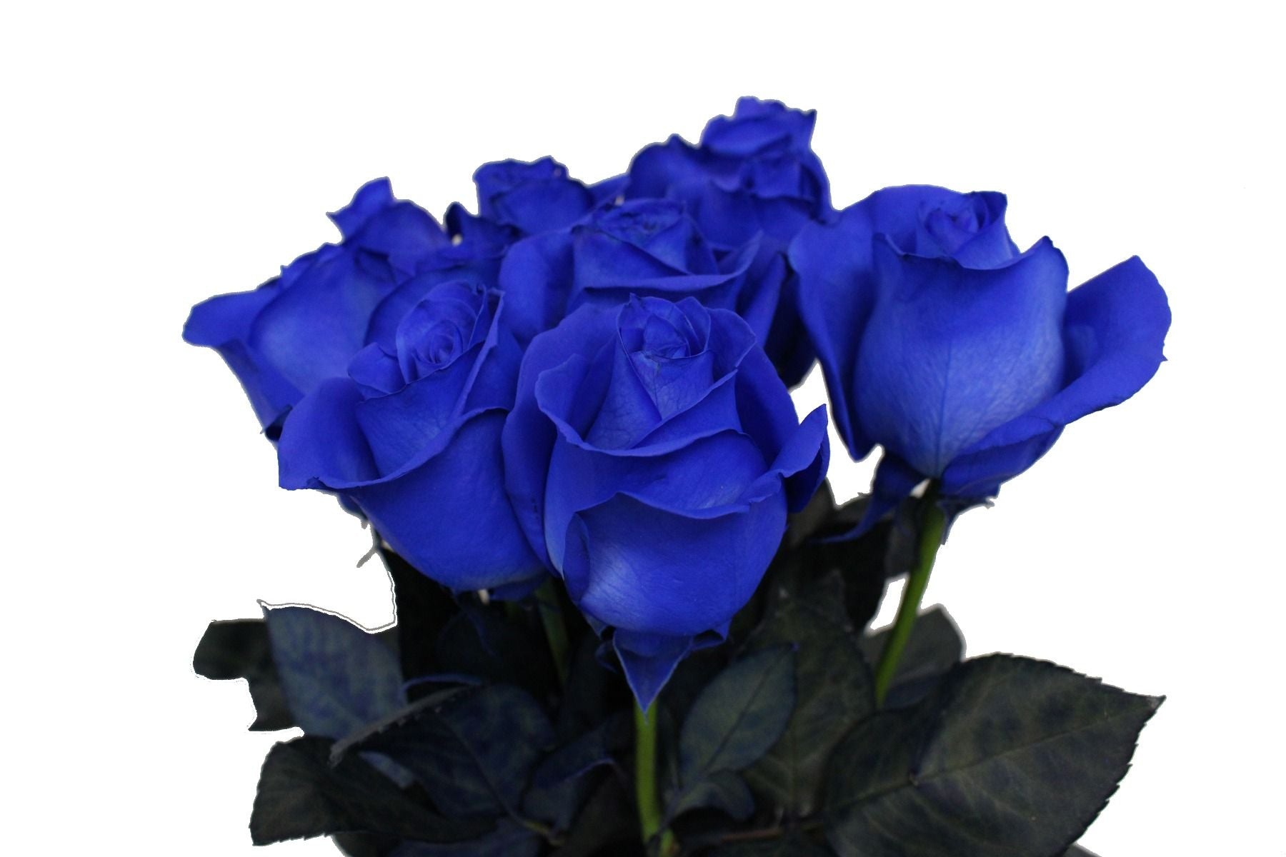 Blue rose - Μπλέ τριαντάφυλλο