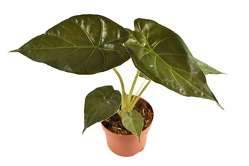 Αλοκάσια – Alocasia wentii