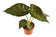 products/licensed-image.jpg