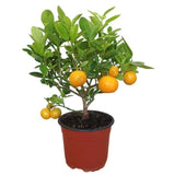 Καλαμοντίν (Citrus mitis)