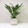 products/spathiphyllum-diamond-variegata-plant-37266675532028_1800x1800_f595038e-e3d9-4db9-ae9a-b23e060885e5.jpg