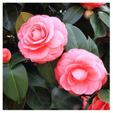 Καμέλια - Camellia Japonica