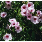 Πανδωρέα - Pandorea jasminoides, Bignonia jasminoides