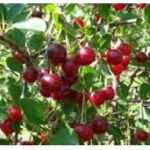 Κερασιά Μπουρλά