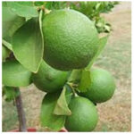 Λεμονιά Λάιμ