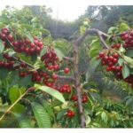 Κεράσι Τραγανό