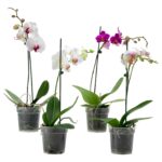 Ορχιδέα Phalaenopsis 1 steli mix color