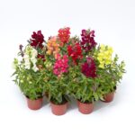 Σκυλάκι - Antirrhinum majus