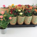 Rosa mix - Τριανταφυλλιά μίνι