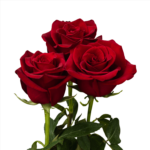 Red rose Rhodos  - κόκκινο τριαντάφυλλο Rhodos