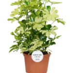 Σεφλέρα - Schefflera arboricola 'Melanie'