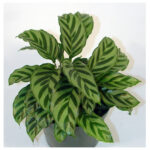 Καλαθέα - Calathea Mix