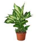 Διφενμπάχια – Dieffenbachia camilla
