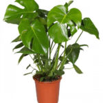 Μονστέρα - Deliciosa monstera