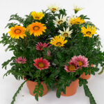 Γκαζάνια - Gazania X Hybrida