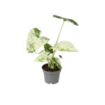 Αλοκάσια - Alocasia Camouflage easycare