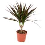 Δράκαινα μαρτζινάτα – Dracaena marginata