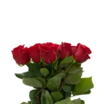 Κόκκινα τριαντάφυλλα Ecuador - Red rose ecuador