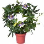 Ρολογιά - Passiflora caerulea