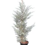 Κυπαρίσσι Αριζονικα - Cupressus arizonica fastigiata