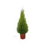 Cupressus goldcrest Wilma - Λεμονοκυπάρισσο