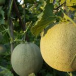 Πεπόνι - Cucumis melo