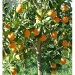 Πορτοκαλιά Μέρλιν