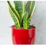 Σανσιβέρια σε Κασπώ