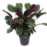 Καλαθέα – Calathea “Medallion”