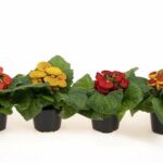 Κανσεολάρια - Calceolaria mix