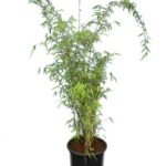 Μπαμπού - Fargesia 'jiuzhaigou