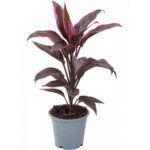 Κορδελίνη - Cordyline fruti mambo mix colors