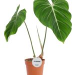 Φυλλόδεντρο – Philodendron Gloriosum