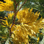 Libocedrus / Calocedrus Decurrens Aurea  (Λιπόκεδρος / Καλόκεδρος Δίχρωμος)