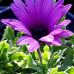 Διμορφοθήκη έρπων - Dimorphotheca aurantiaca