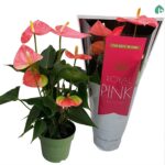 Ανθούριο - Anthurium Colorado Pink