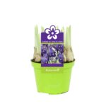 Ίριδα - Iris reticulata pixie